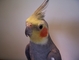 Cockatiel picture