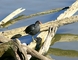 Common Moorhen picture