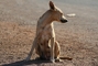 Dingo picture