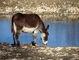 Donkey picture