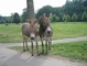 Donkey picture