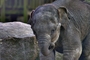 Elephant picture