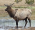 Elk picture