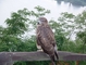 Falcon picture