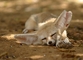 Fennec Fox picture