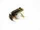 Frog picture