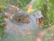 Funnel Web Spider picture