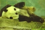 Giant Panda picture