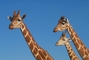 Giraffe picture