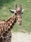 Giraffe picture