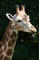 Giraffe picture