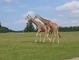 Giraffe picture