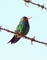 Glittering-bellied Emerald picture