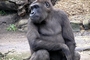 Gorilla picture