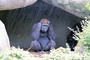 Gorilla picture