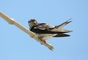 Gray-breasted Martin picture