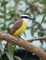 Great Kiskadee picture