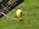 Great Kiskadee picture