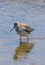 Greater Yellowlegs picture