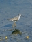 Greater Yellowlegs picture