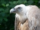 Griffon Vulture picture