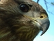 Hawk picture