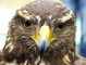 Hawk picture