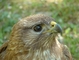 Hawk picture