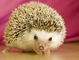 Hedgehog picture