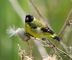 Hooded Siskin picture