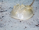 Horseshoe Crab picture