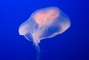 Jellyfish picture