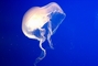 Jellyfish picture