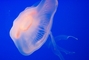 Jellyfish picture