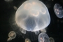 Jellyfish picture