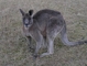 Kangaroo picture