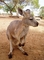 Kangaroo picture