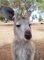 Kangaroo picture