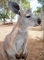 Kangaroo picture