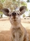 Kangaroo picture