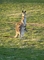 Kangaroo picture