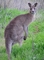 Kangaroo picture