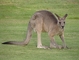 Kangaroo picture