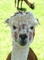 Llama picture