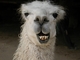 Llama picture