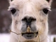 Llama picture