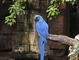 Macaw picture