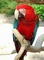 Macaw picture