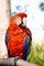 Macaw picture