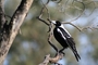 Magpie picture